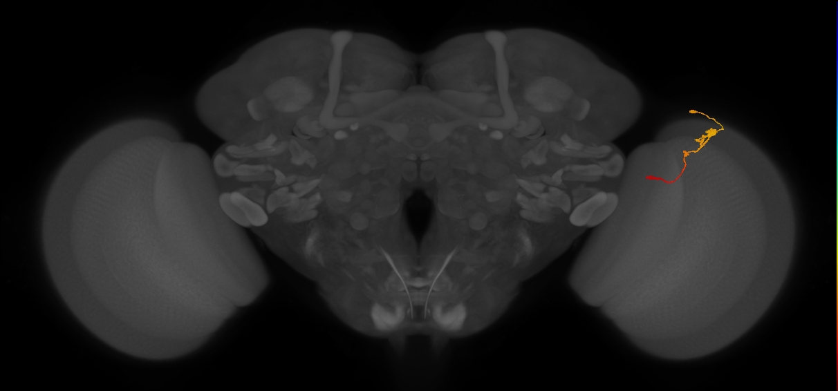 Tm2_R (JRC_OpticLobe:64586)