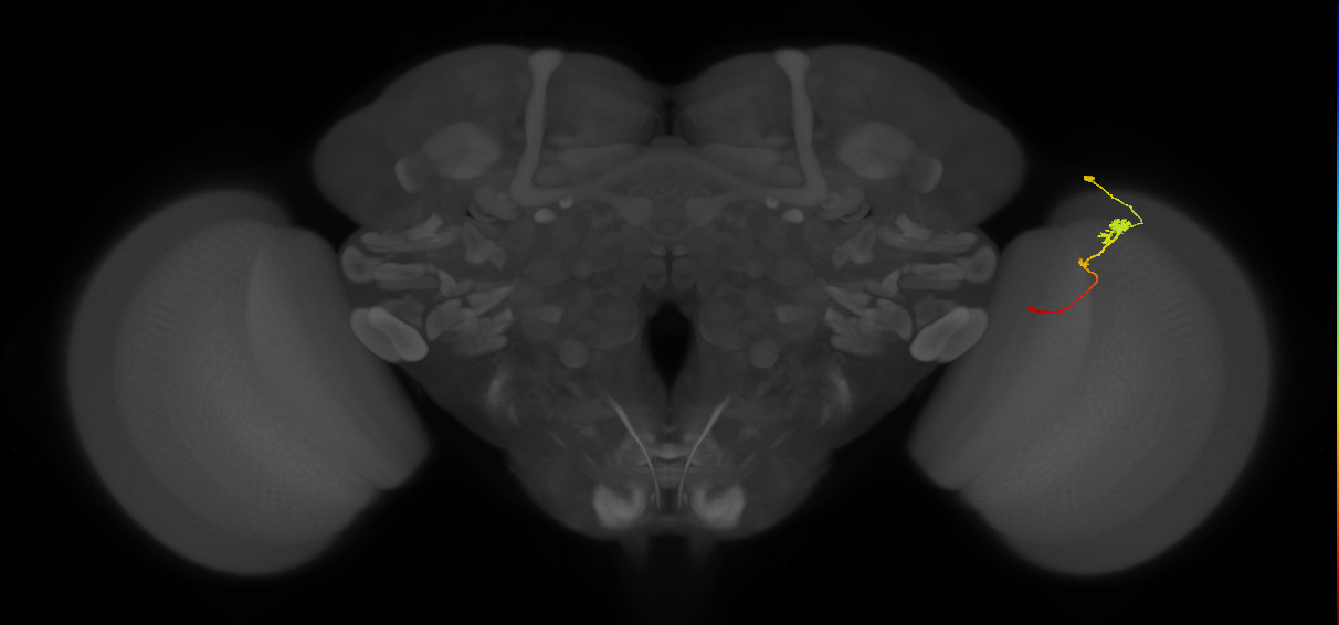 Tm2_R (JRC_OpticLobe:57609)
