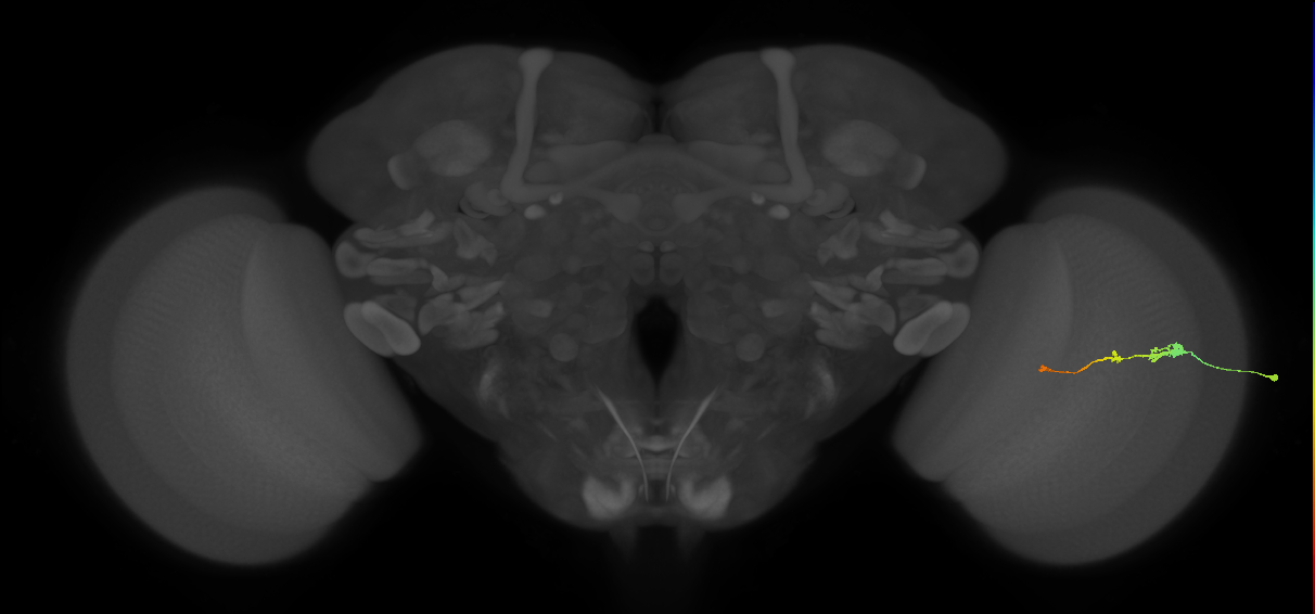 Tm2_R (JRC_OpticLobe:55217)