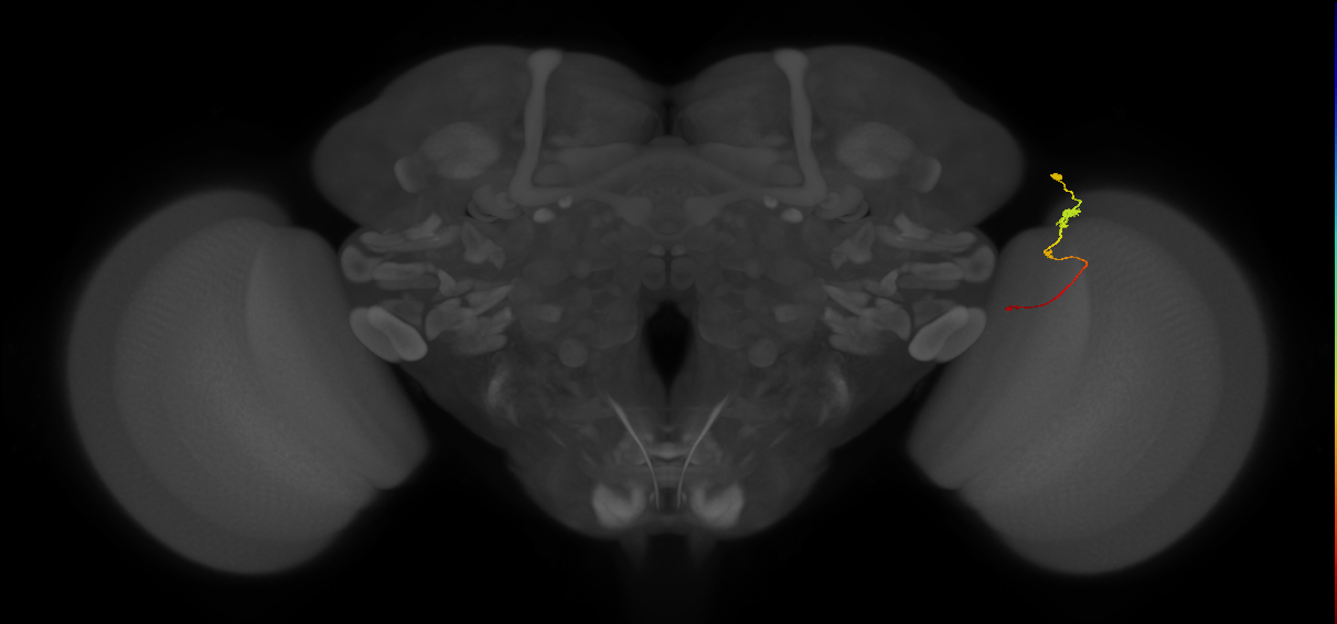 Tm2_R (JRC_OpticLobe:117124)