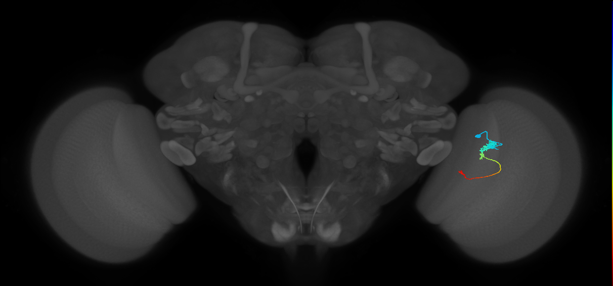 Tm2_R (JRC_OpticLobe:51919)