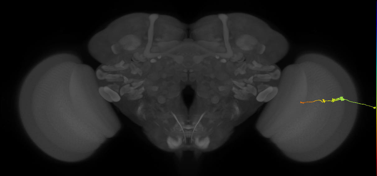 Tm2_R (JRC_OpticLobe:86111)