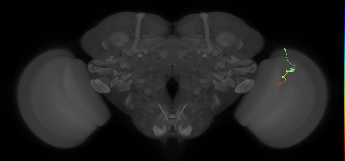 Tm2_R (JRC_OpticLobe:61188)