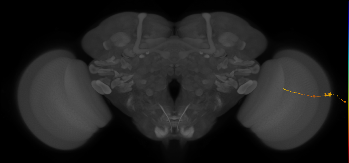 Tm2_R (JRC_OpticLobe:56791)