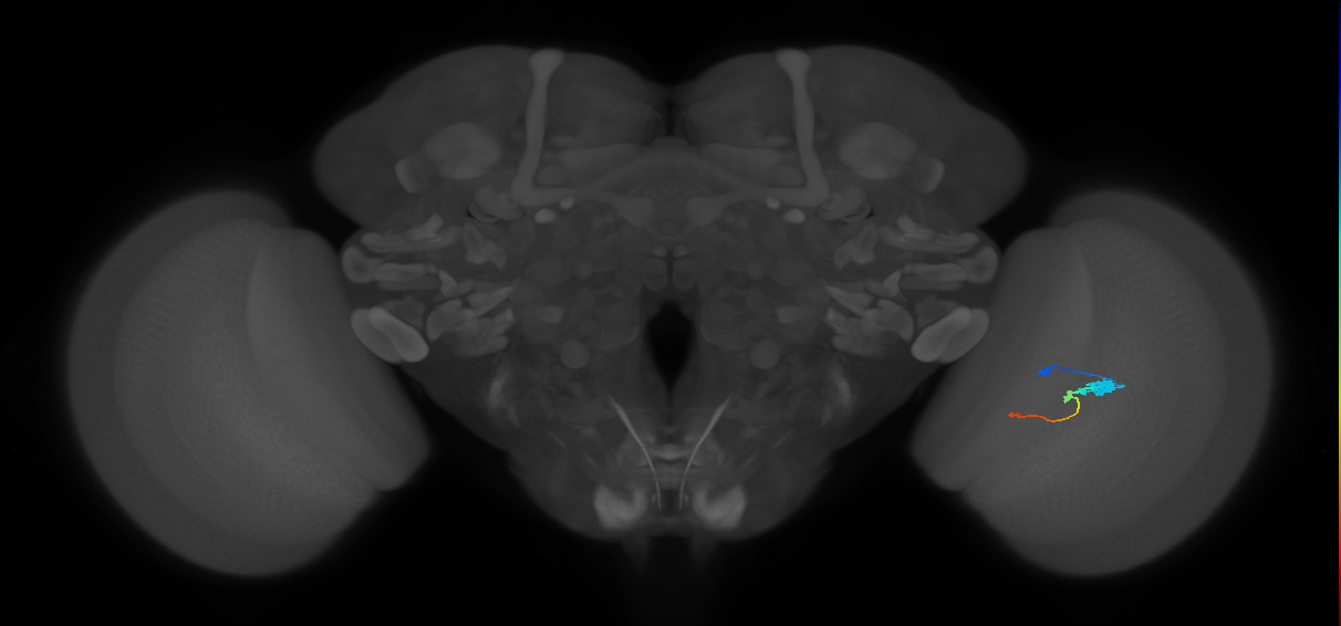Tm2_R (JRC_OpticLobe:78902)