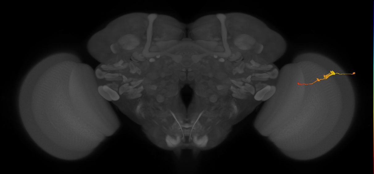Tm2_R (JRC_OpticLobe:66746)