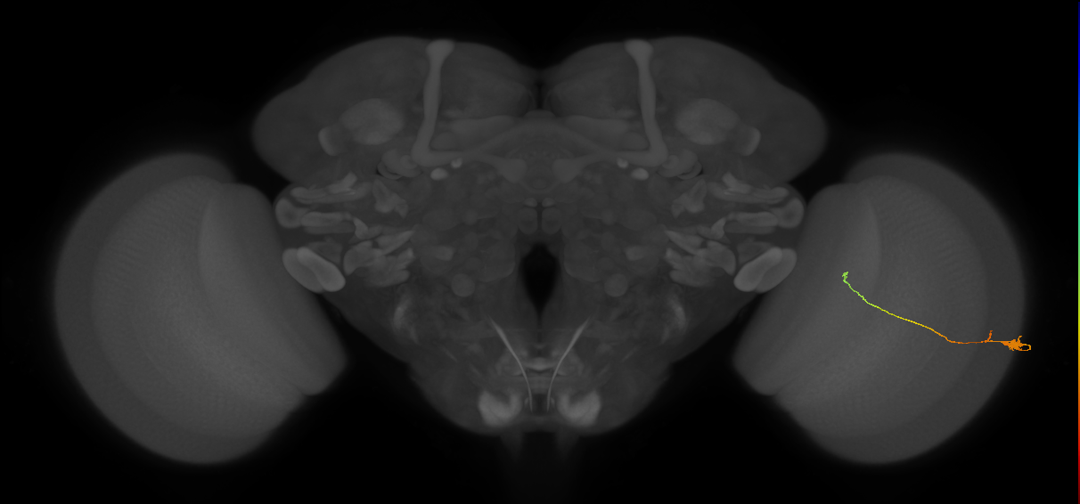 Tm20_R (JRC_OpticLobe:136227)