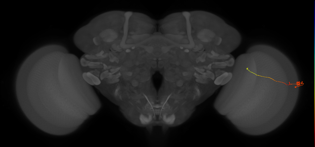Tm20_R (JRC_OpticLobe:140807)