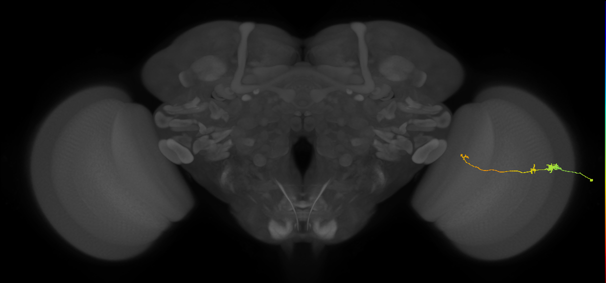 Tm20_R (JRC_OpticLobe:150931)
