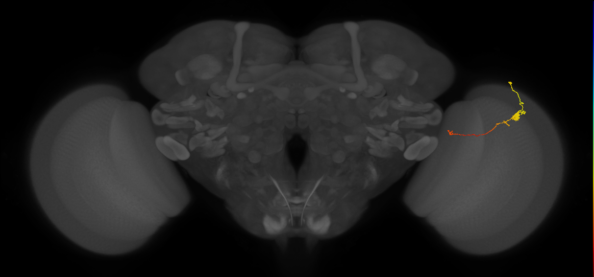 Tm20_R (JRC_OpticLobe:185116)