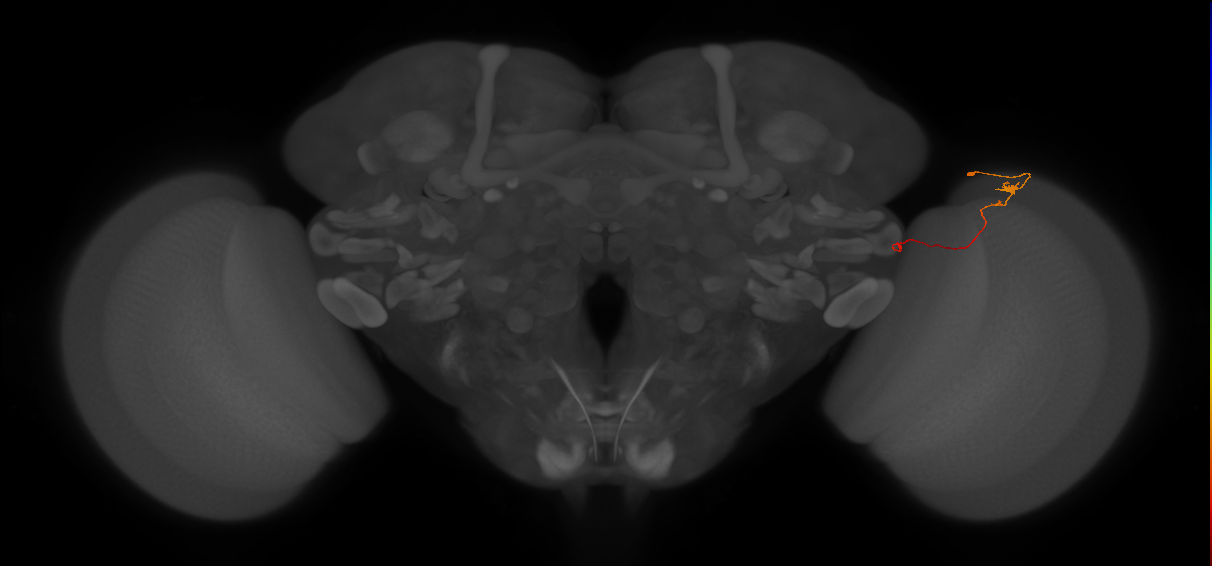 Tm20_R (JRC_OpticLobe:162106)