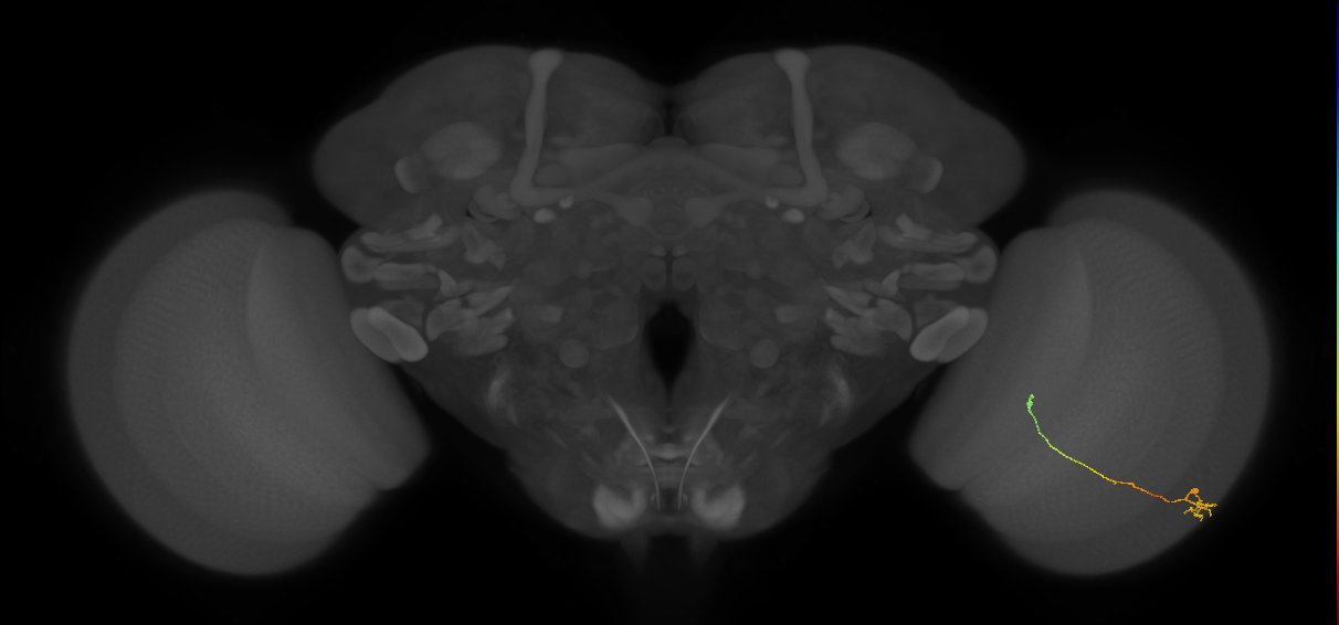 Tm20_R (JRC_OpticLobe:147104)