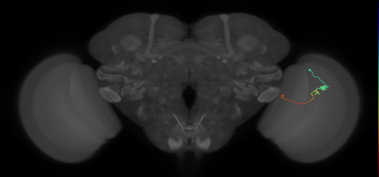 Tm20_R (JRC_OpticLobe:123012)