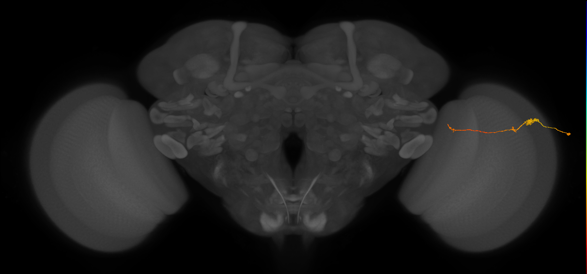 Tm20_R (JRC_OpticLobe:177114)