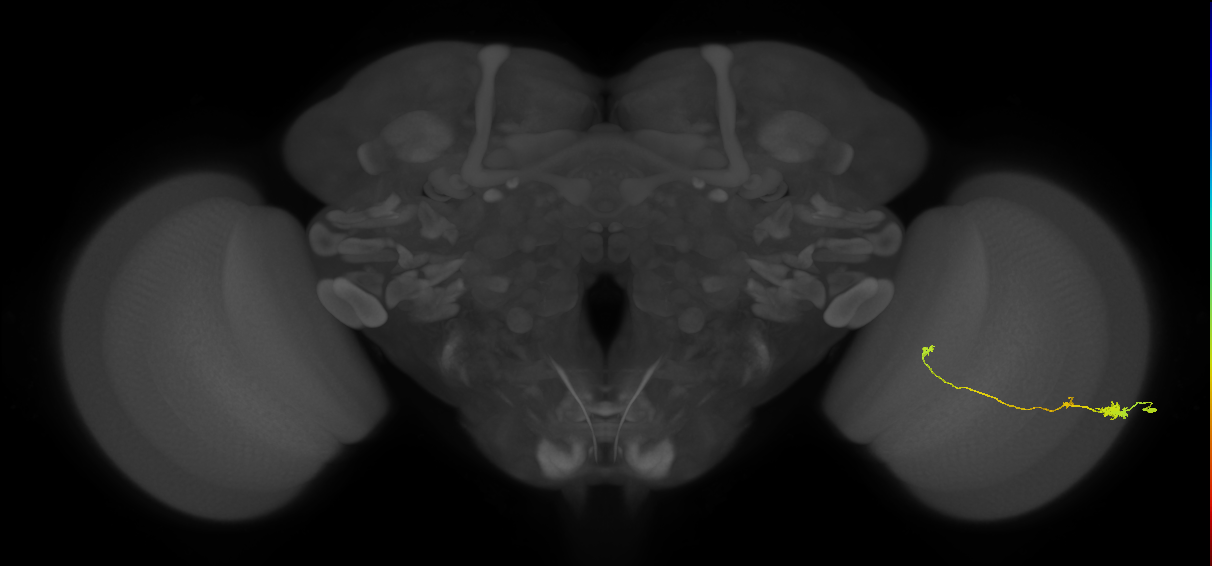 Tm20_R (JRC_OpticLobe:70829)