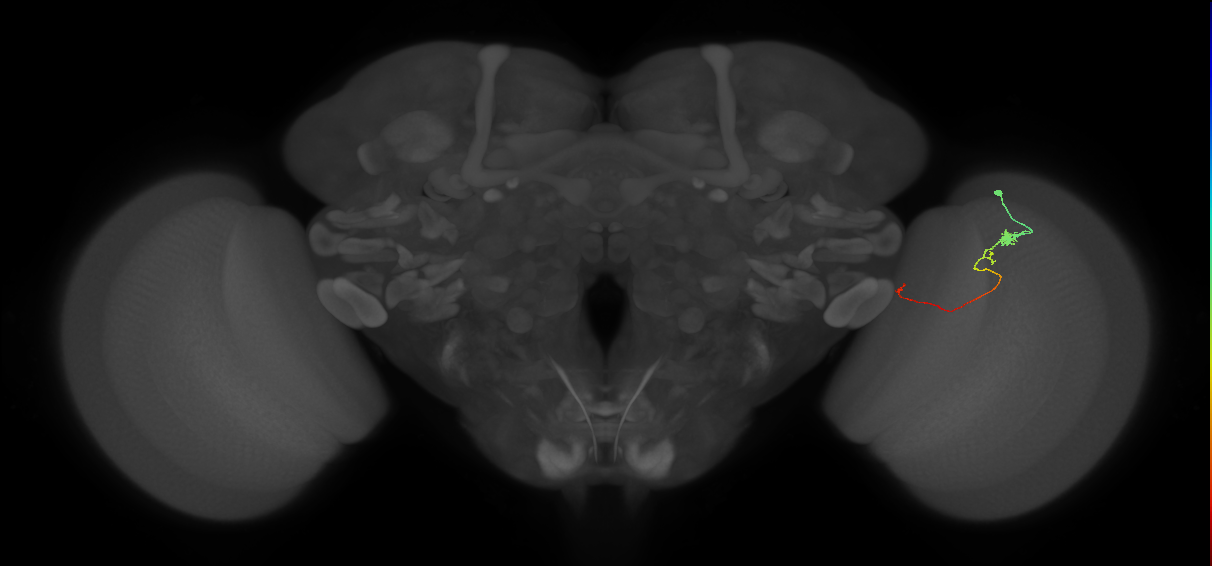 Tm20_R (JRC_OpticLobe:130512)