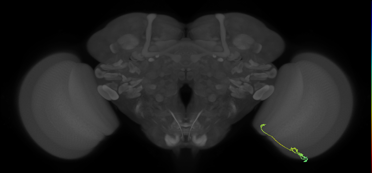Tm20_R (JRC_OpticLobe:110077)