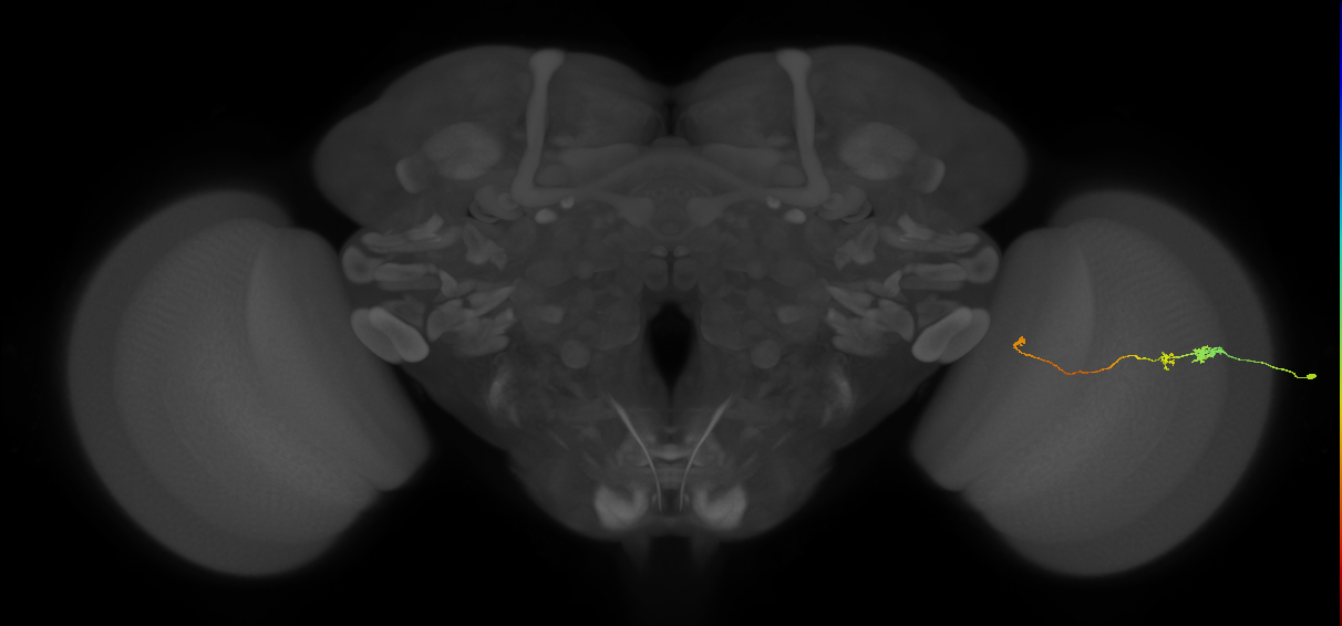 Tm20_R (JRC_OpticLobe:160913)
