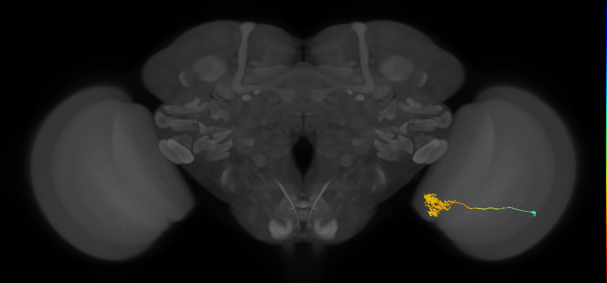 Tm24_R (JRC_OpticLobe:41380)