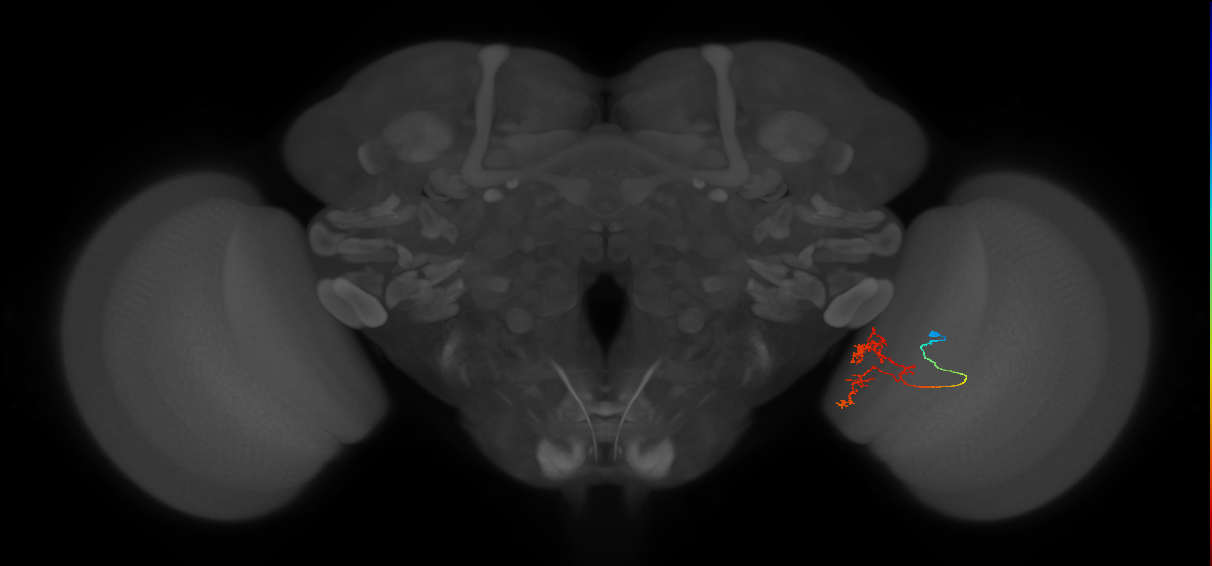 Tm24_R (JRC_OpticLobe:94245)