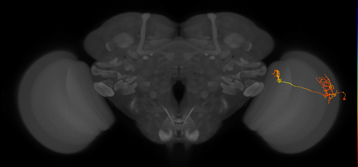 Tm26_R (JRC_OpticLobe:36625)