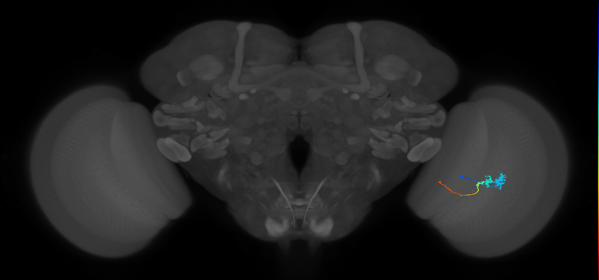 Tm3_R (JRC_OpticLobe:68342)