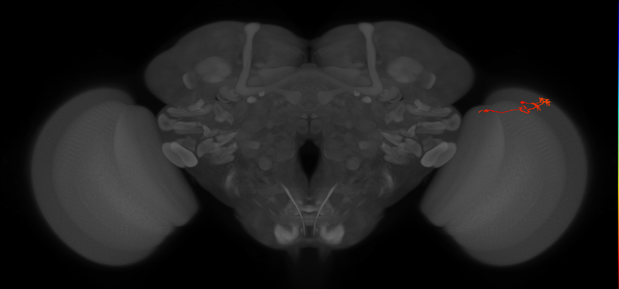 Tm3_R (JRC_OpticLobe:109546)