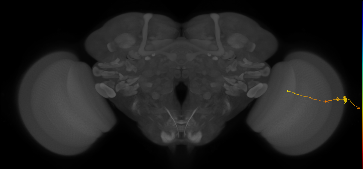 Tm3_R (JRC_OpticLobe:117262)