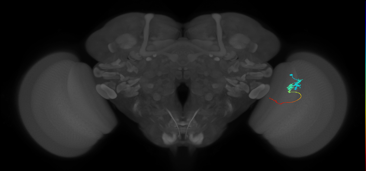 Tm3_R (JRC_OpticLobe:87924)