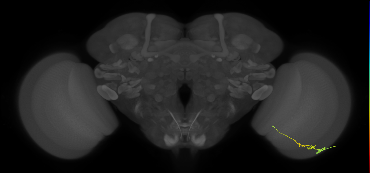 Tm3_R (JRC_OpticLobe:64138)