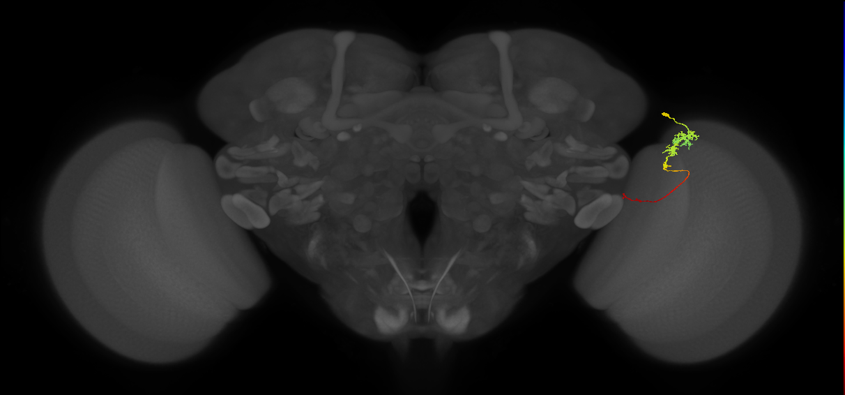 Tm3_R (JRC_OpticLobe:82163)