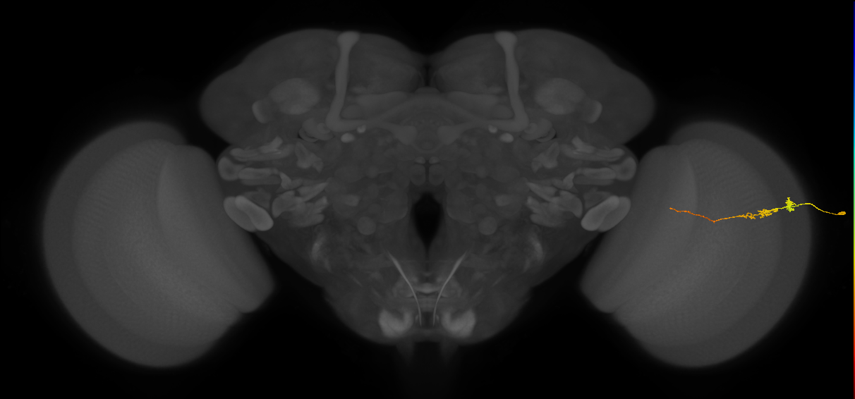 Tm3_R (JRC_OpticLobe:154994)