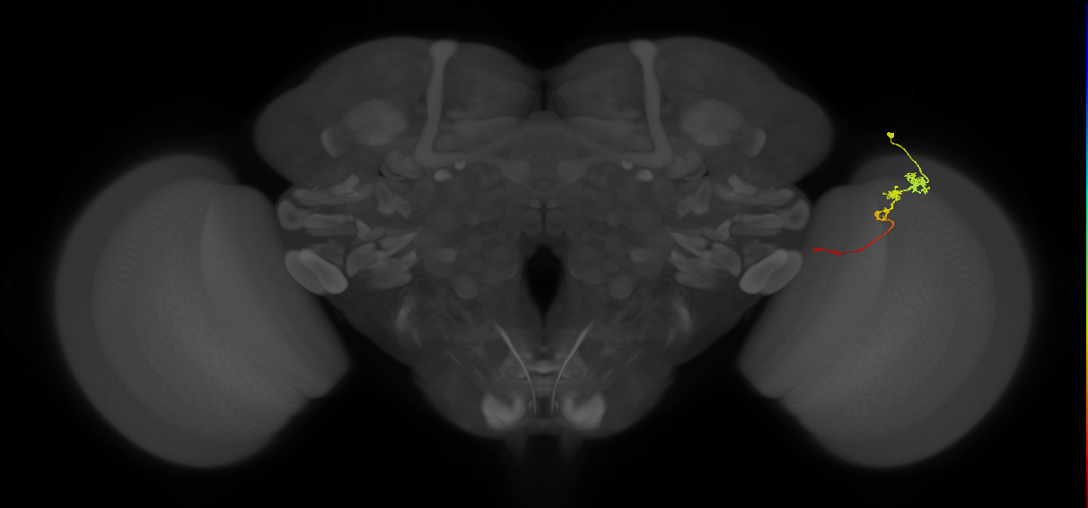 Tm3_R (JRC_OpticLobe:79311)