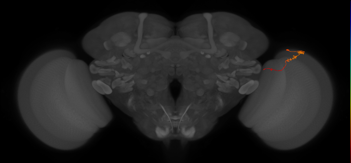 Tm3_R (JRC_OpticLobe:97177)