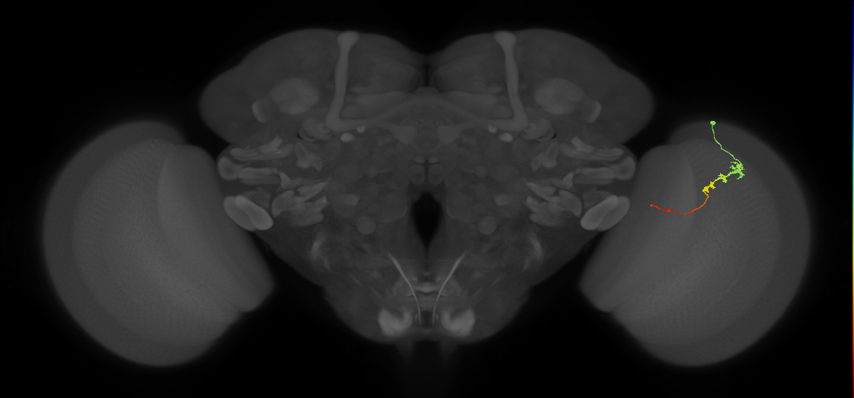 Tm3_R (JRC_OpticLobe:93159)