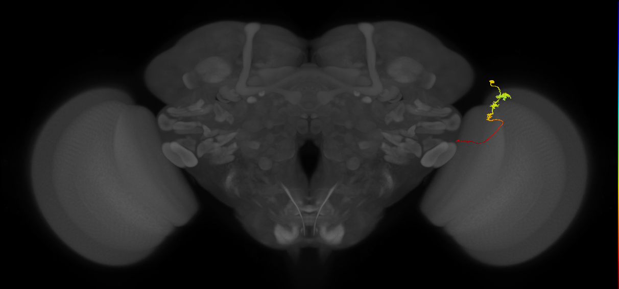 Tm3_R (JRC_OpticLobe:103773)