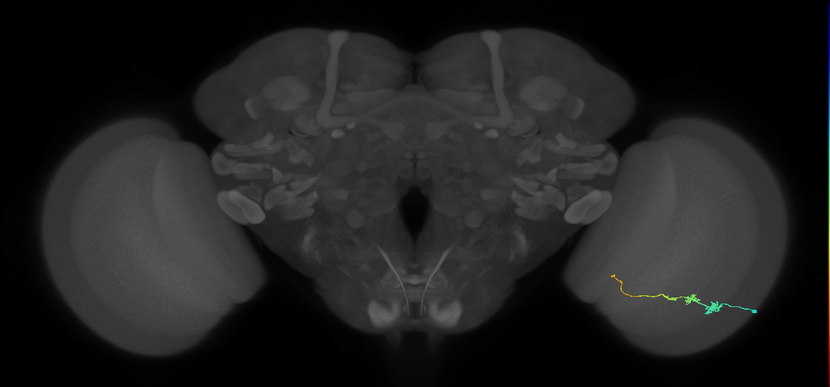 Tm3_R (JRC_OpticLobe:81768)