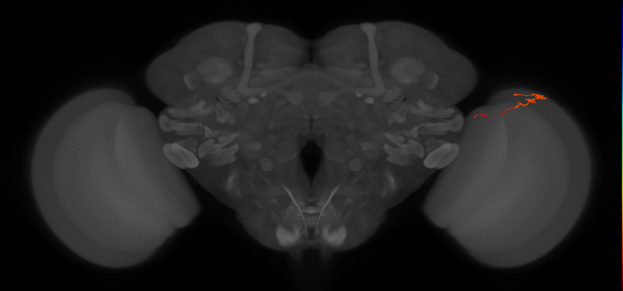 Tm3_R (JRC_OpticLobe:105329)