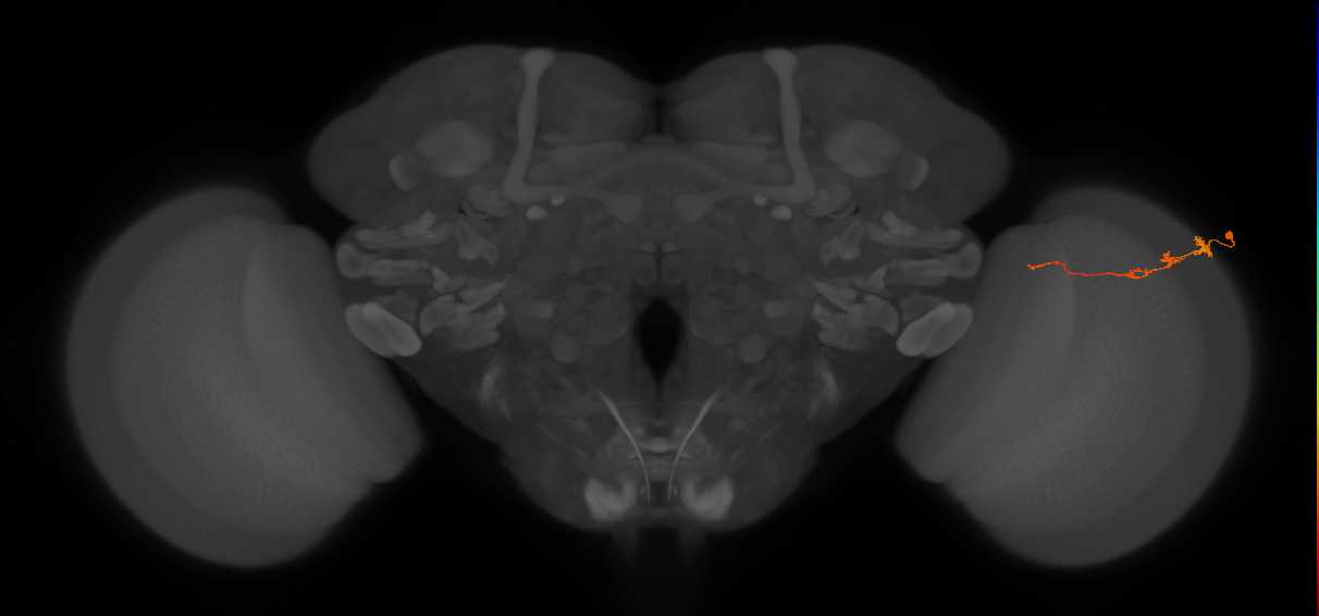 Tm3_R (JRC_OpticLobe:81788)