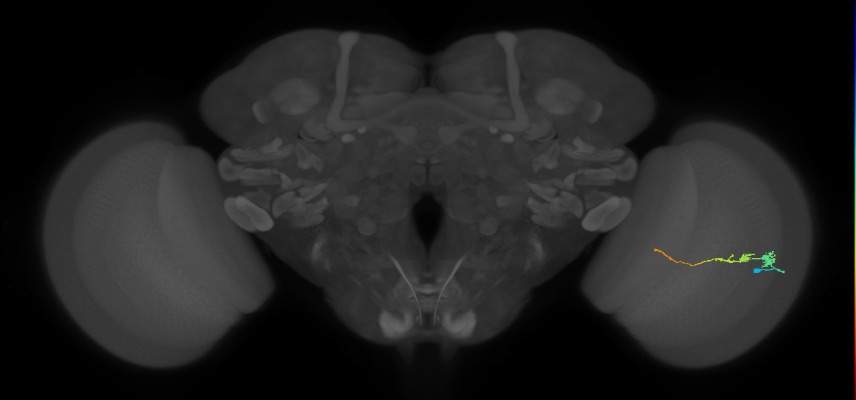 Tm3_R (JRC_OpticLobe:118924)