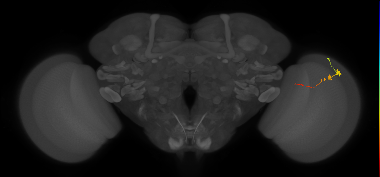 Tm3_R (JRC_OpticLobe:92465)