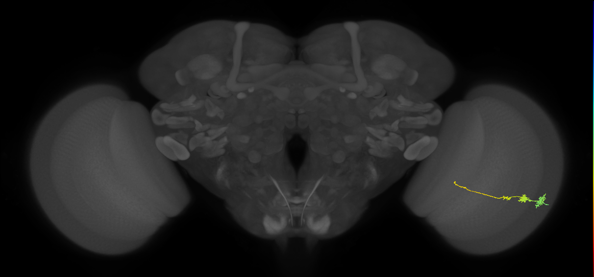 Tm3_R (JRC_OpticLobe:110693)