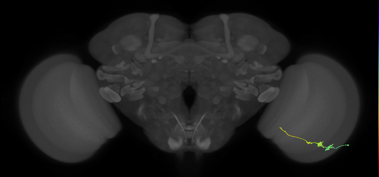 Tm3_R (JRC_OpticLobe:72851)
