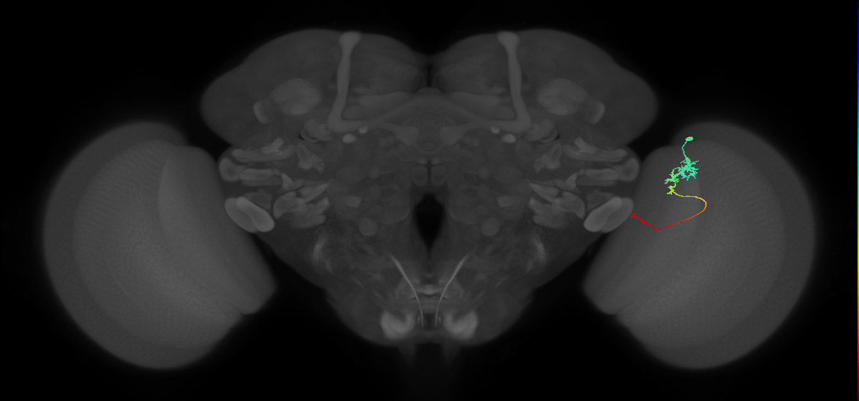 Tm3_R (JRC_OpticLobe:85424)