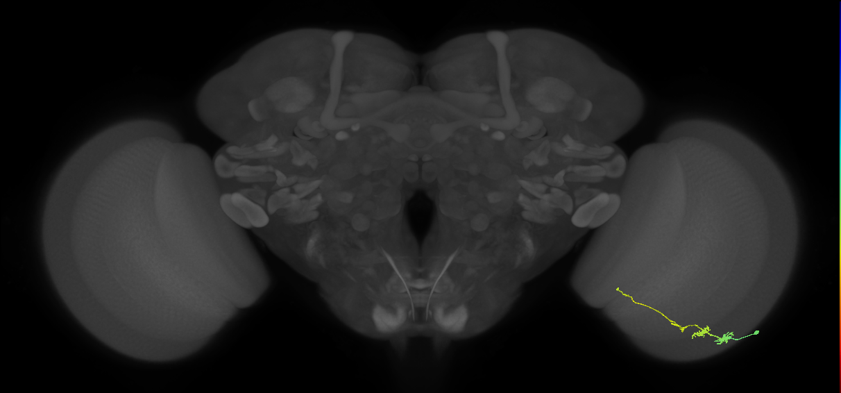 Tm3_R (JRC_OpticLobe:73558)
