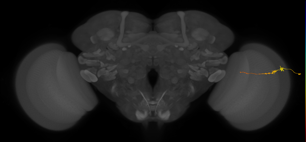 Tm3_R (JRC_OpticLobe:530885)