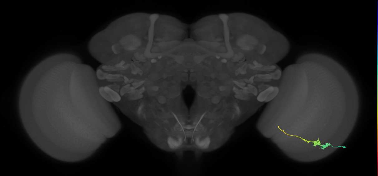 Tm3_R (JRC_OpticLobe:69629)