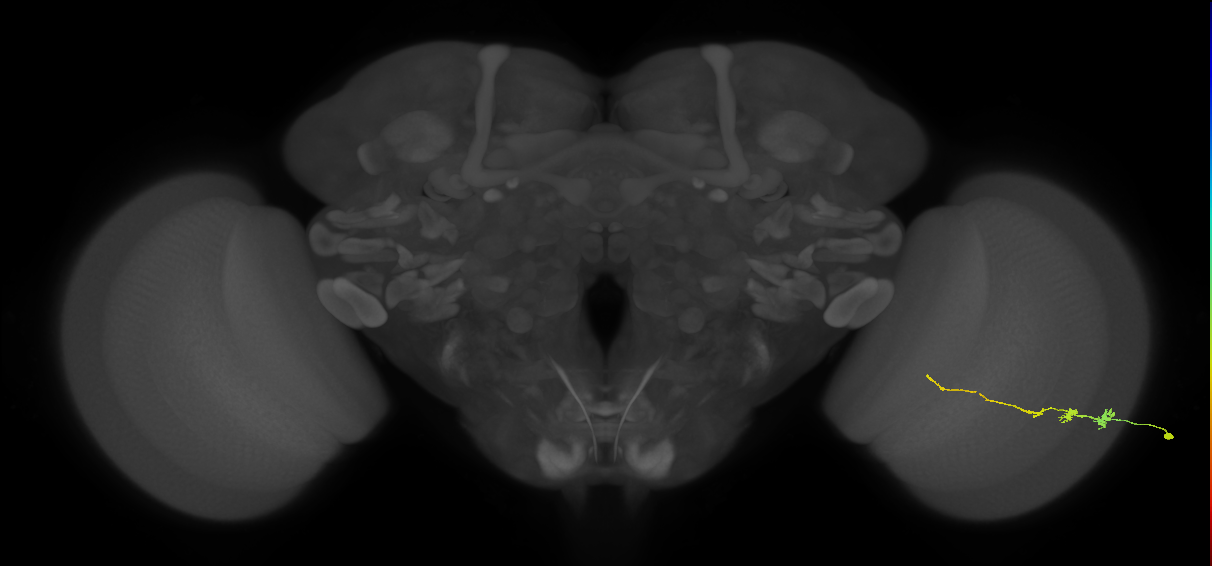 Tm3_R (JRC_OpticLobe:81372)