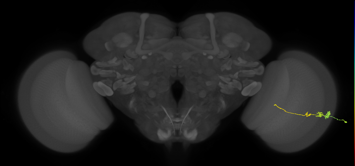 Tm3_R (JRC_OpticLobe:58945)
