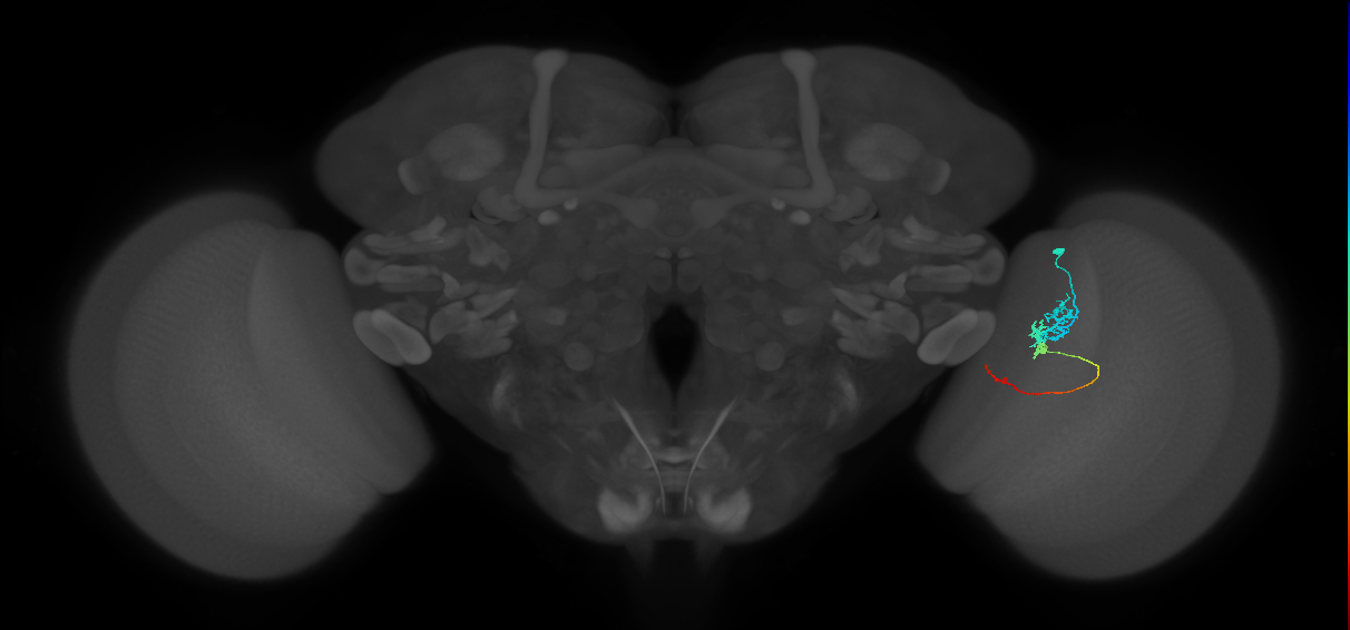 Tm3_R (JRC_OpticLobe:79474)